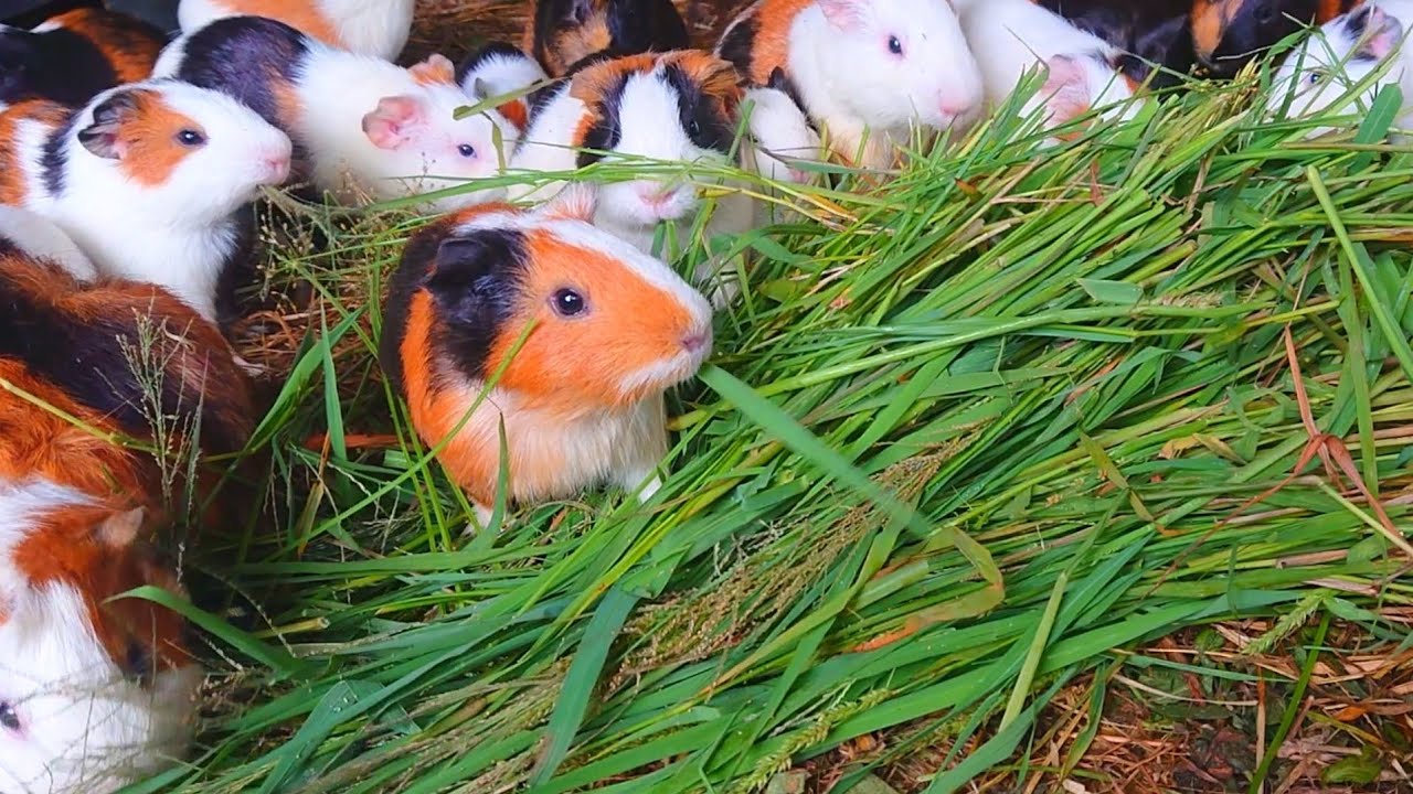 Guinea pigs eating asmr, guinea pig feeding time, cute guinea pigs, baby animals asmr, pets home 