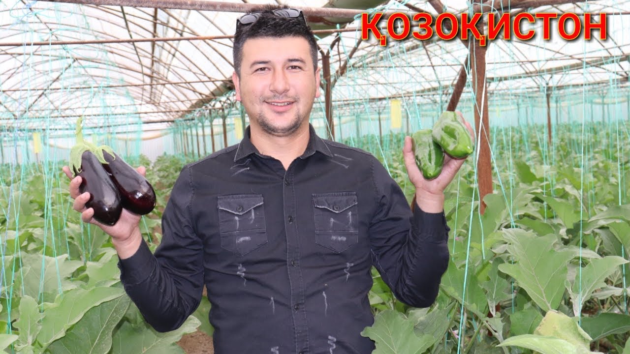 ҚОЗОҚИСТОНДА БАҚЛАЖОН ВА БОЛГАРСКИЙНИ ҚАНДАЙ ЙЕТИШТИРИШМОҚДА