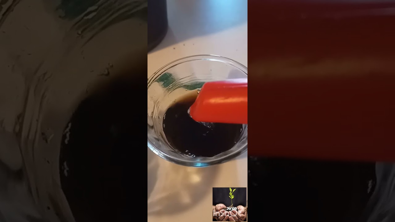 Hueso de mango germinado en la LOMBRIcomposta ya creci&oacute;.