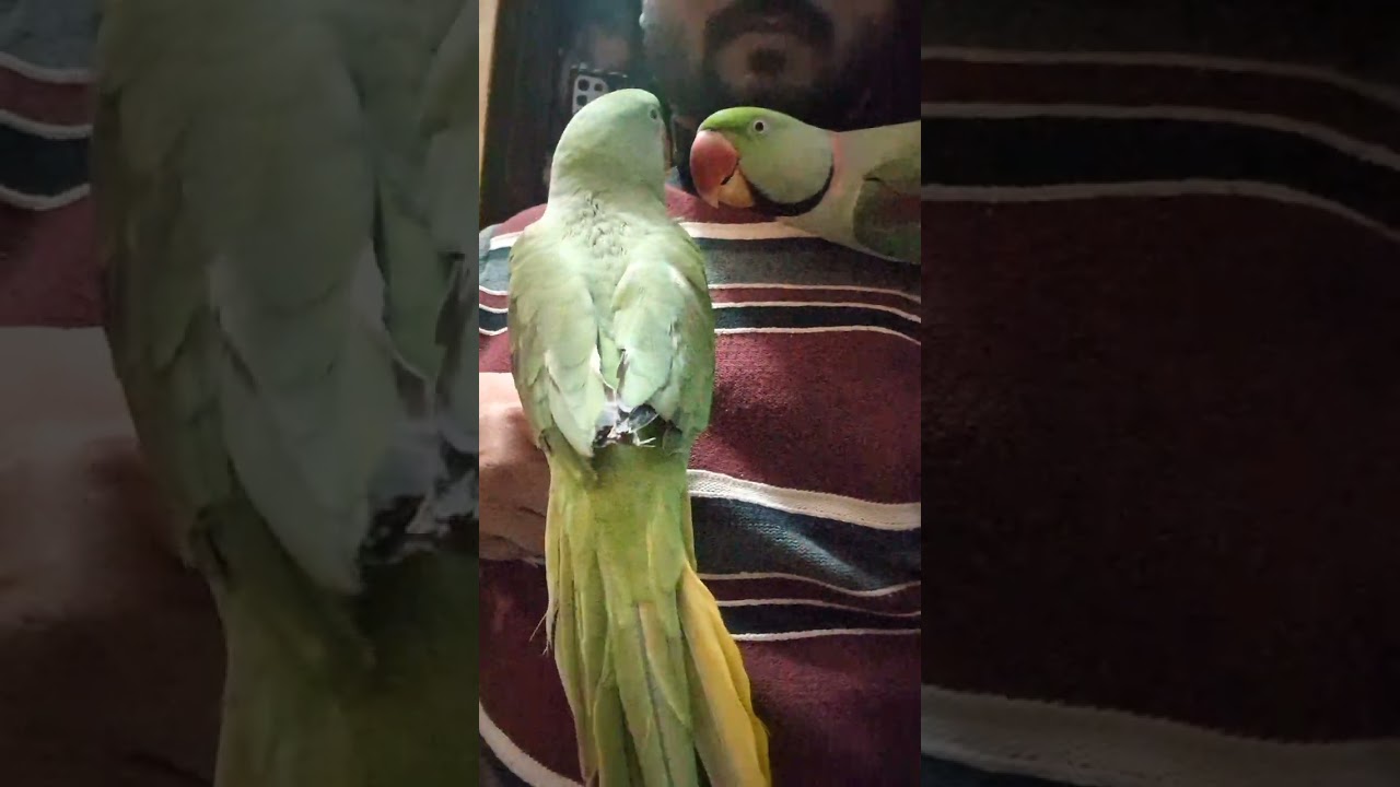 Parrot Couple Loveable Talking 🎀💌#parrot #birds #comedy #lovebirds 