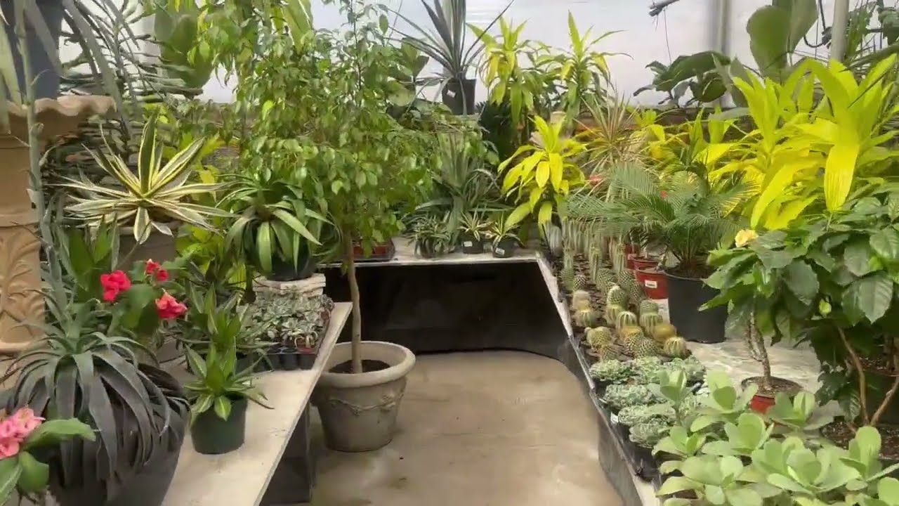 Local greenhouse #houseplants #gardening #buckscountypa #newtown #greenhouse #46daystillSpring