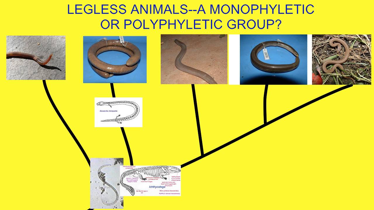 LEGLESS ANIMALS-- MONOPHYLETIC OR POLYPHYLETIC?