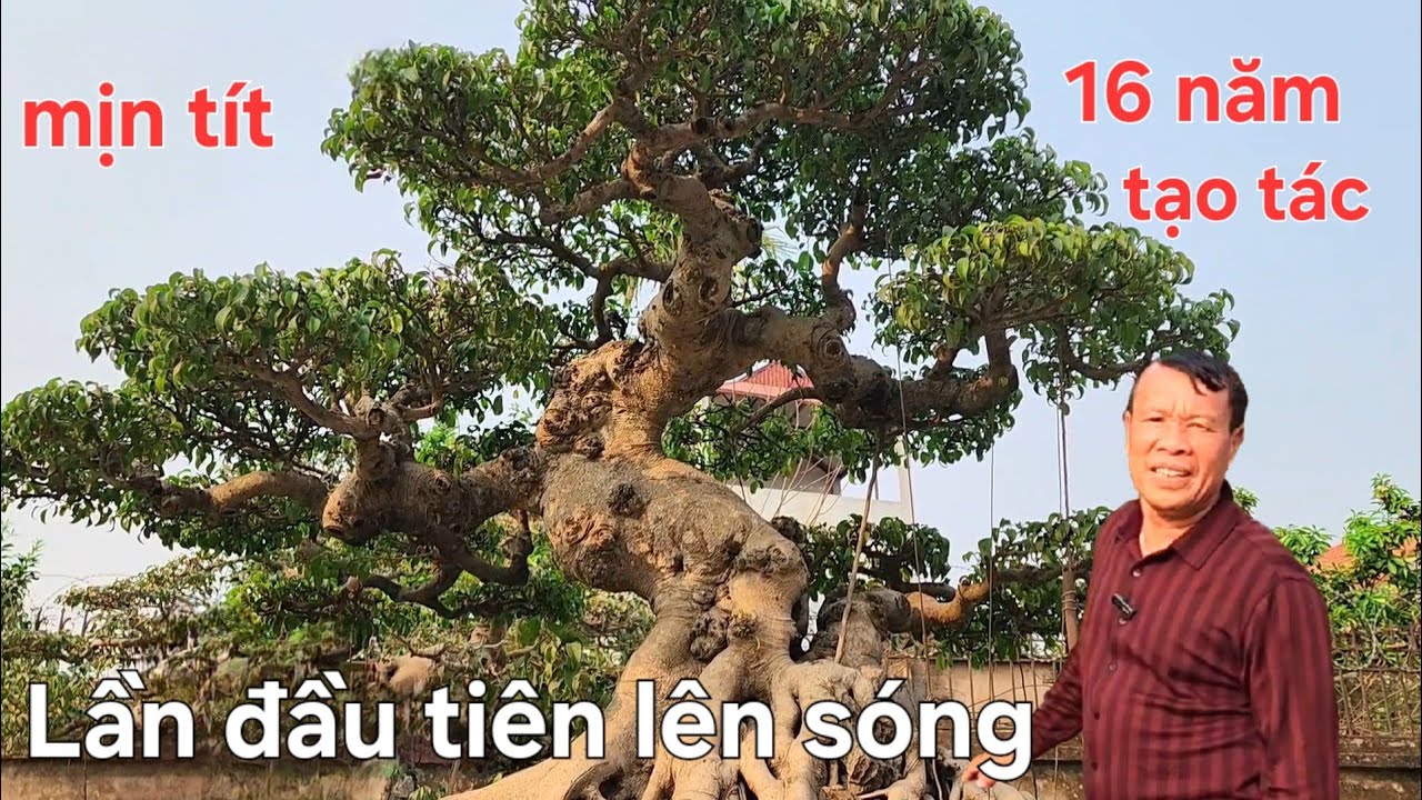 Chiêm ngưỡng tác phẩm rất đẹp và quý của bác Thiêm Phúc Thọ