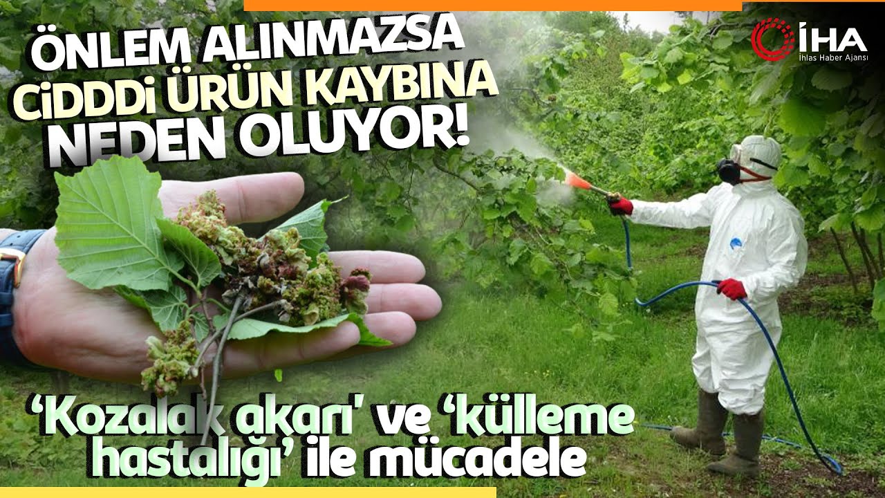 Fındıkta Kozalak Akarı ve Külleme Hastalığı İle Mücadele Başladı