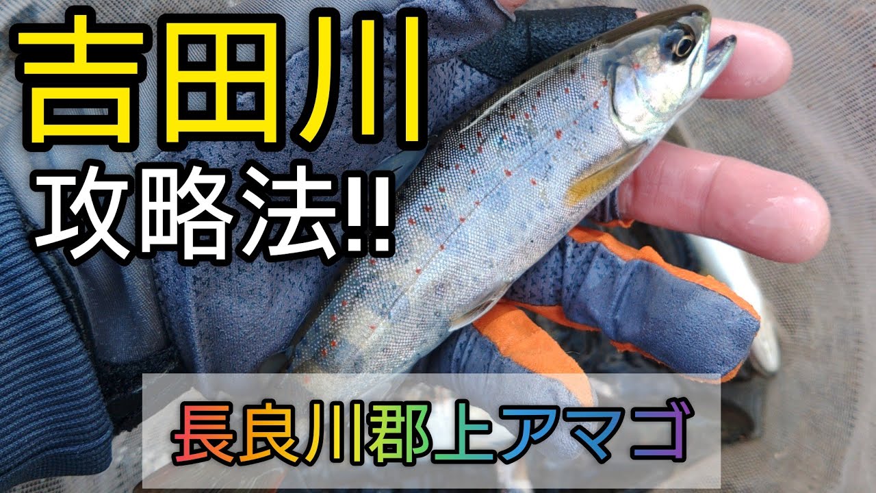 吉田川攻略法‼️長良川郡上アマゴ