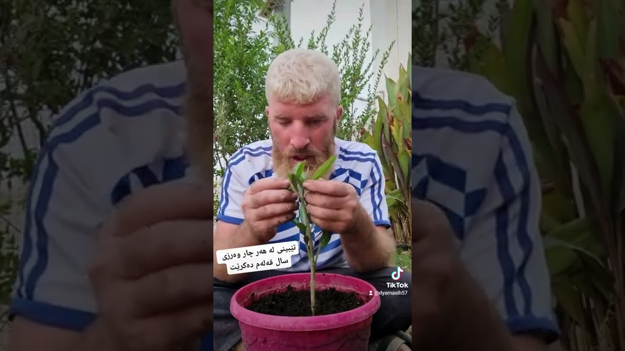 زانیاری لەسەر قەلەمی ژالە و داری ژالە دفلە