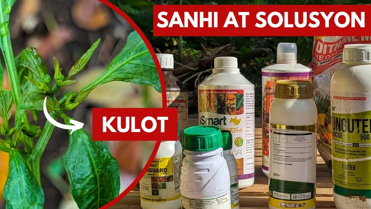 Pangungulot ng Dahon ng Sili? Alamin ang Sanhi at Solusyon!