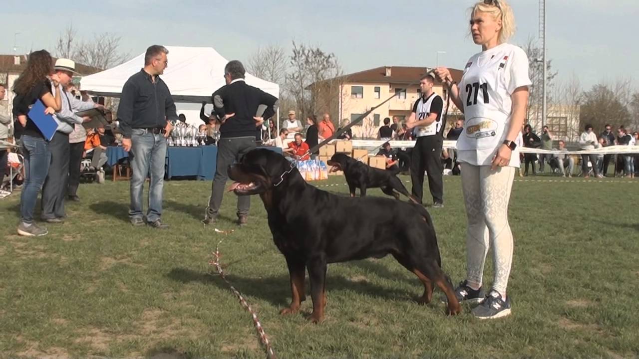 LUCKY OF KINDERS ROYAL ROTT ON ITALIAN KS 2016
