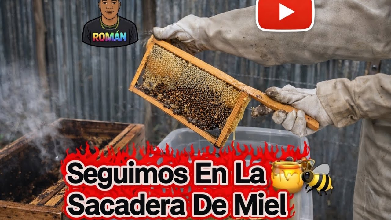 Seguimos En La Sacadera De Miel 🍯🐝