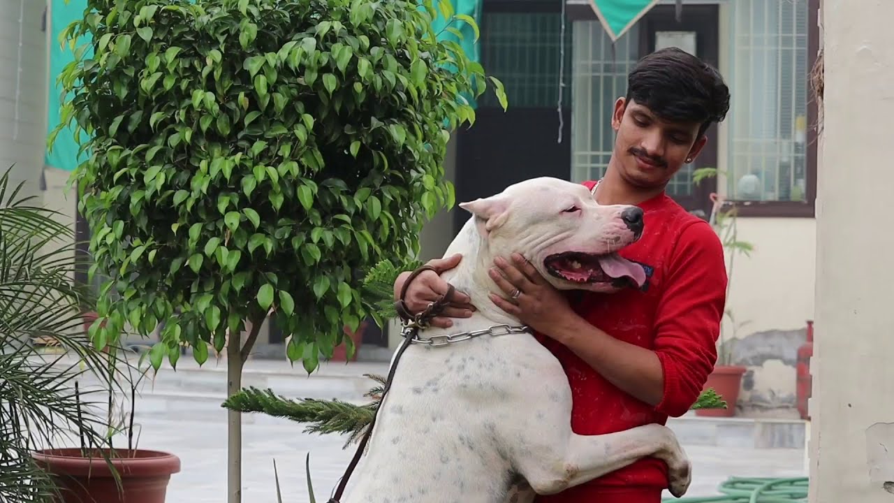 Doggo Argentino Breed Full Information || SCOOBERS