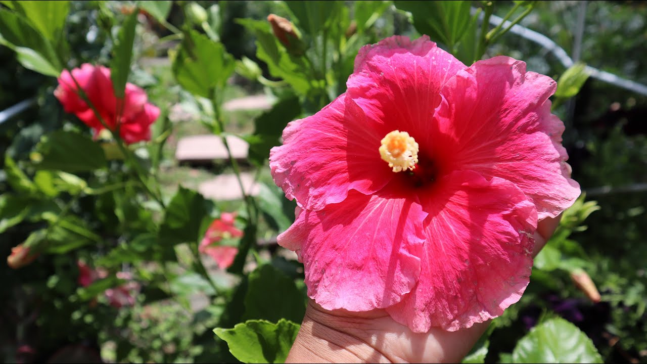 Cuidados del Hibisco - Hibiscus rosa-sinensis - Cayena - Rosa china - Obelisco - Tulipan - Pacifico