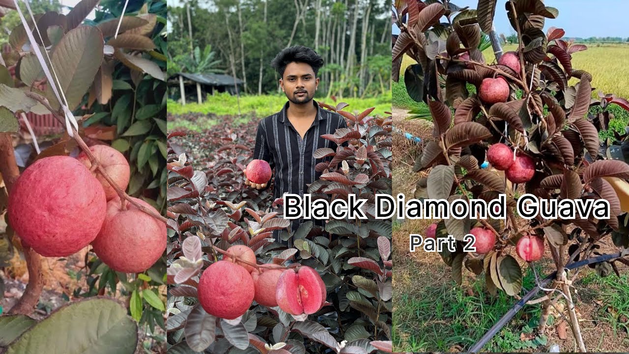 Thai Black Diamond Guava Farming In India / Best ￼￼Profitable Farming / 100%genuine Plant Available￼