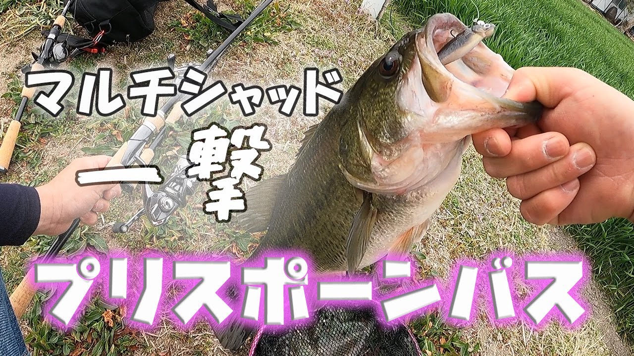 ボイルしたらマルチシャッドで一撃。プリバスをミドストでゲット！