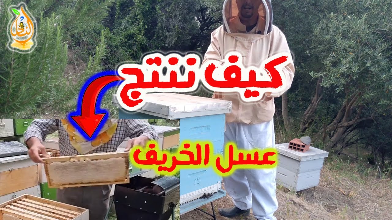 هكذا يجهّز النحال خلاياه لإنتاج عسل الخريف #عسل_الخريف