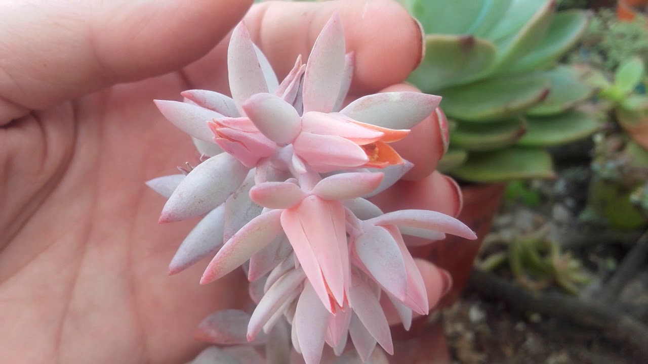 Como polinizar flores de Echeverias