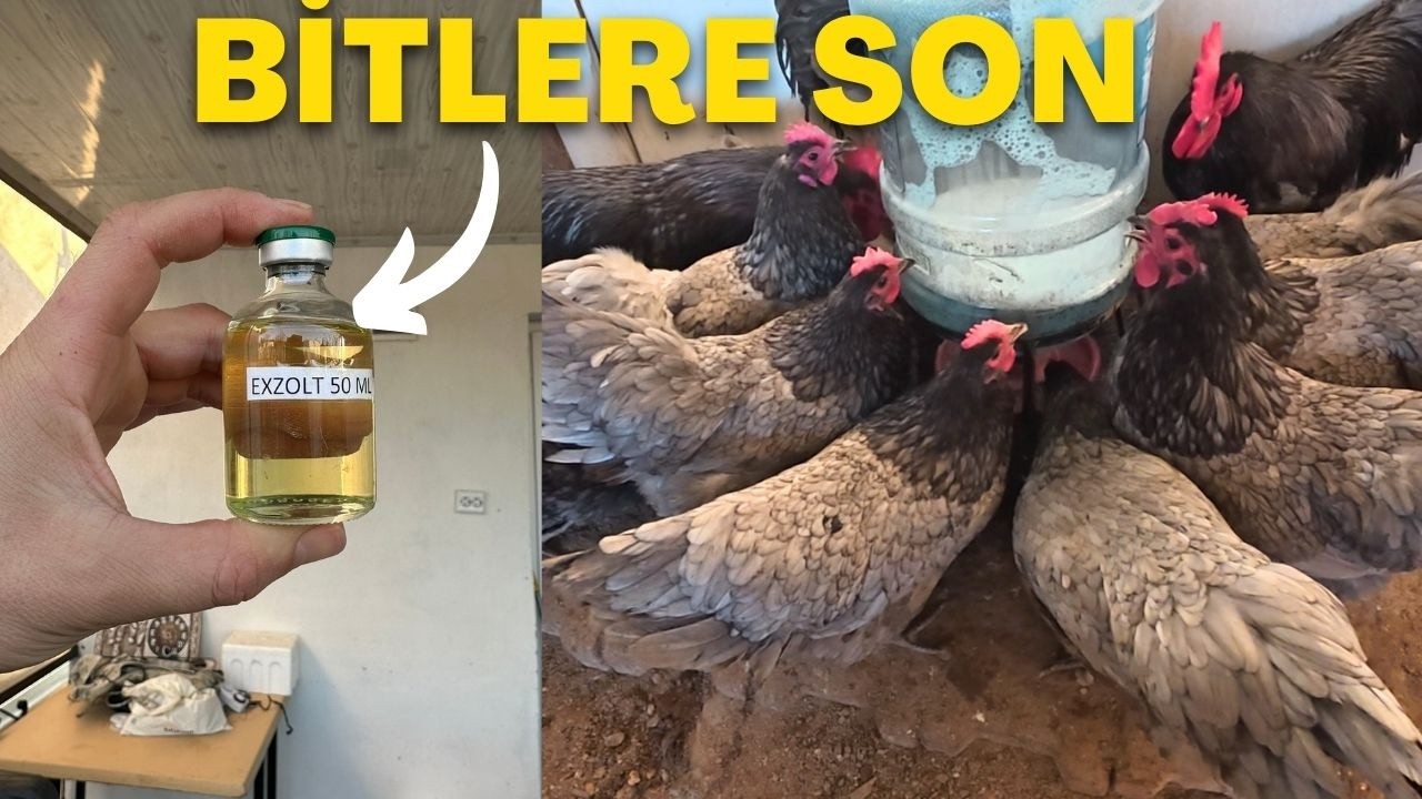 BİTLERİN KÖKÜNÜ KAZIYAN İLAÇ | TAVUK VE KÜMESLERDE ARTIK BİT PİRE OLMAYACAK