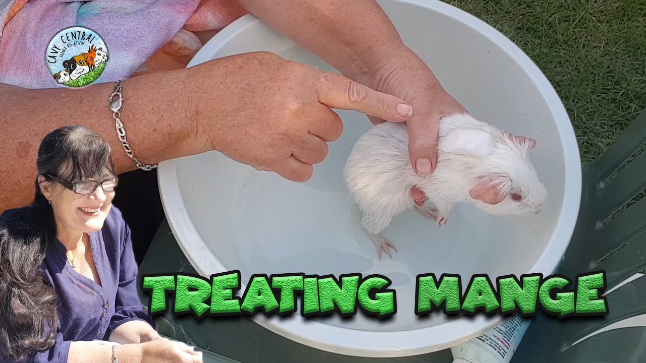 Guinea pig purchased off gumtree being sold with mange and brought right to Cavy Central for help