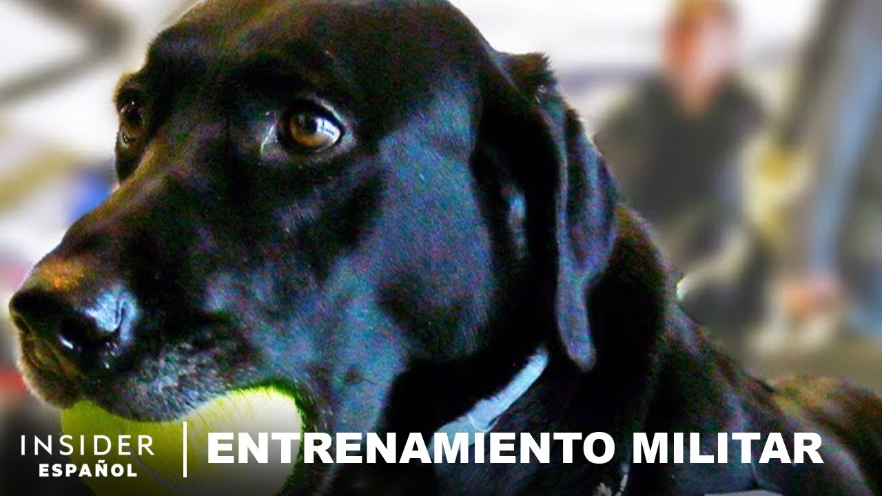 C&oacute;mo es el entrenamiento de detecci&oacute;n de explosivos para perros de la TSA | Entrenamiento militar