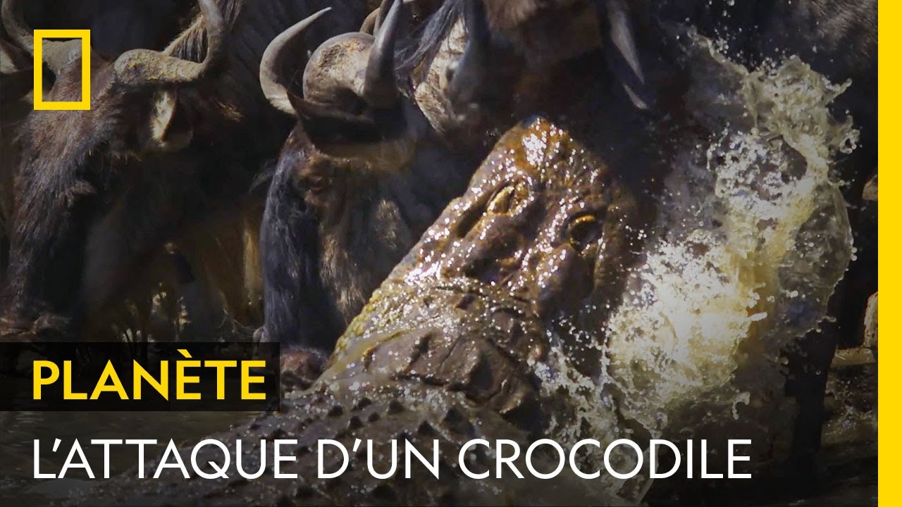 Tapi dans un point d'eau, ce crocodile attend qu'un gnou baisse la garde