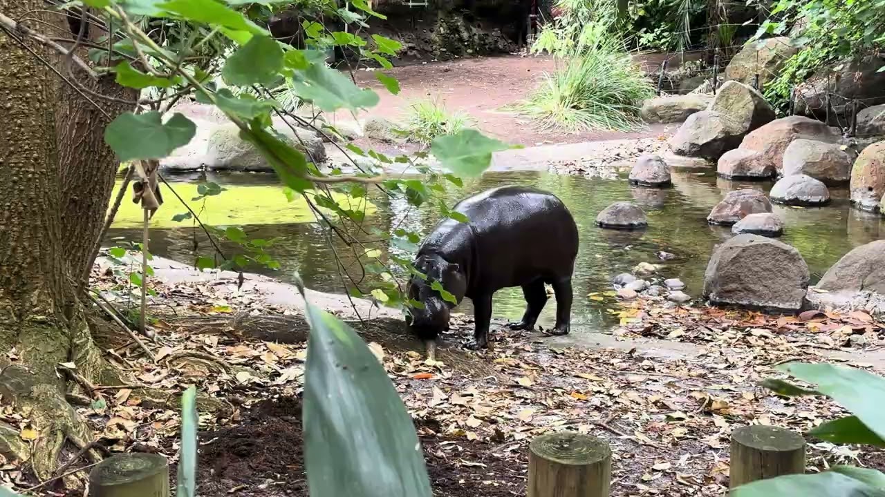 280kg Pygmy Hippo 