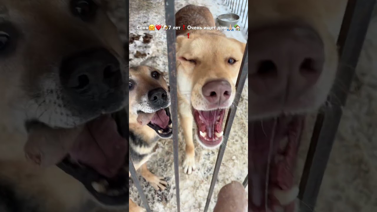 Милейший Сеня🤗❤️добрячок, ждет на свой шанс обрести дом, в приюте для животных &laquo;Сириус&raquo;🙏🏼🏡🤗🐶