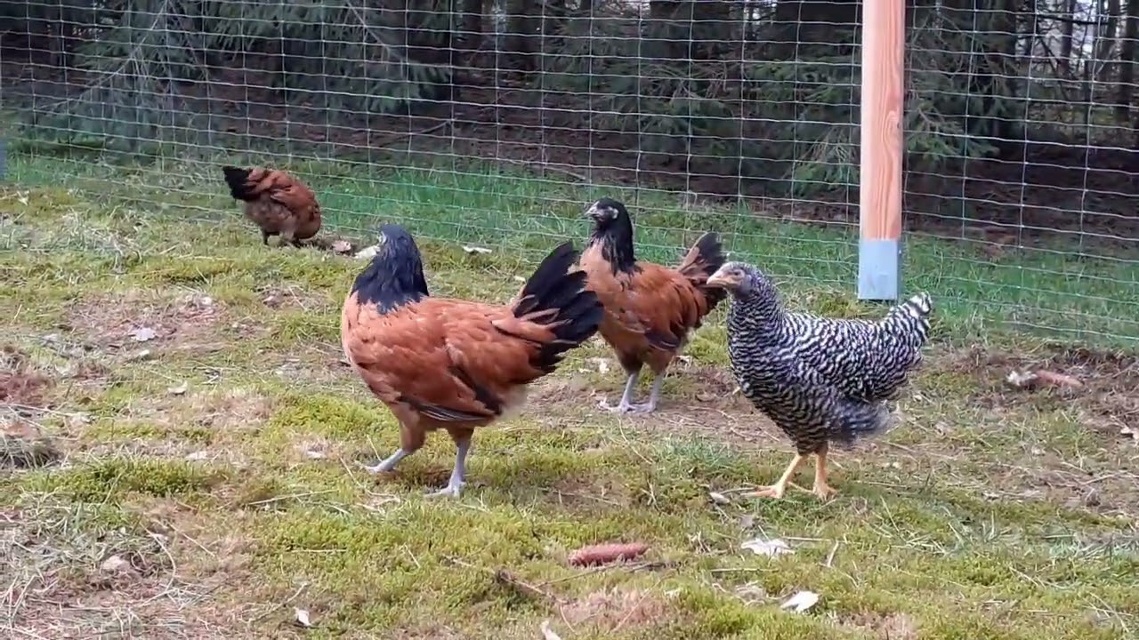 Waldgehege unserer Vorwerk- und Amrock-Hennen, Landleben.bio