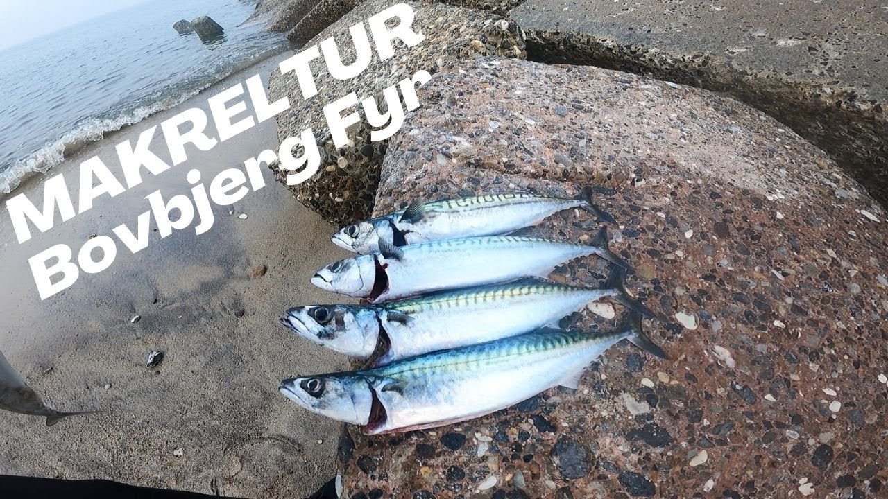 Makreltur til Bovbjerg fyr ved Vesterhavet
