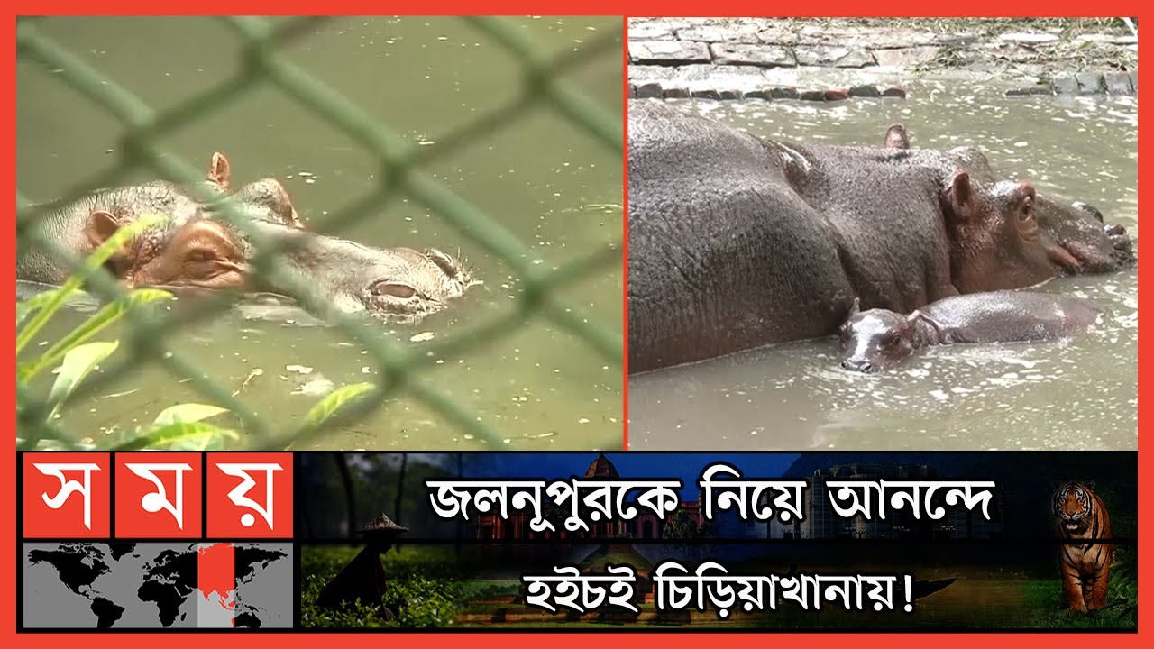 ৩২ বছর পর বাচ্চা দিল জলহস্তি! | Rangpur Zoo | Hippopotamus | Somoy TV