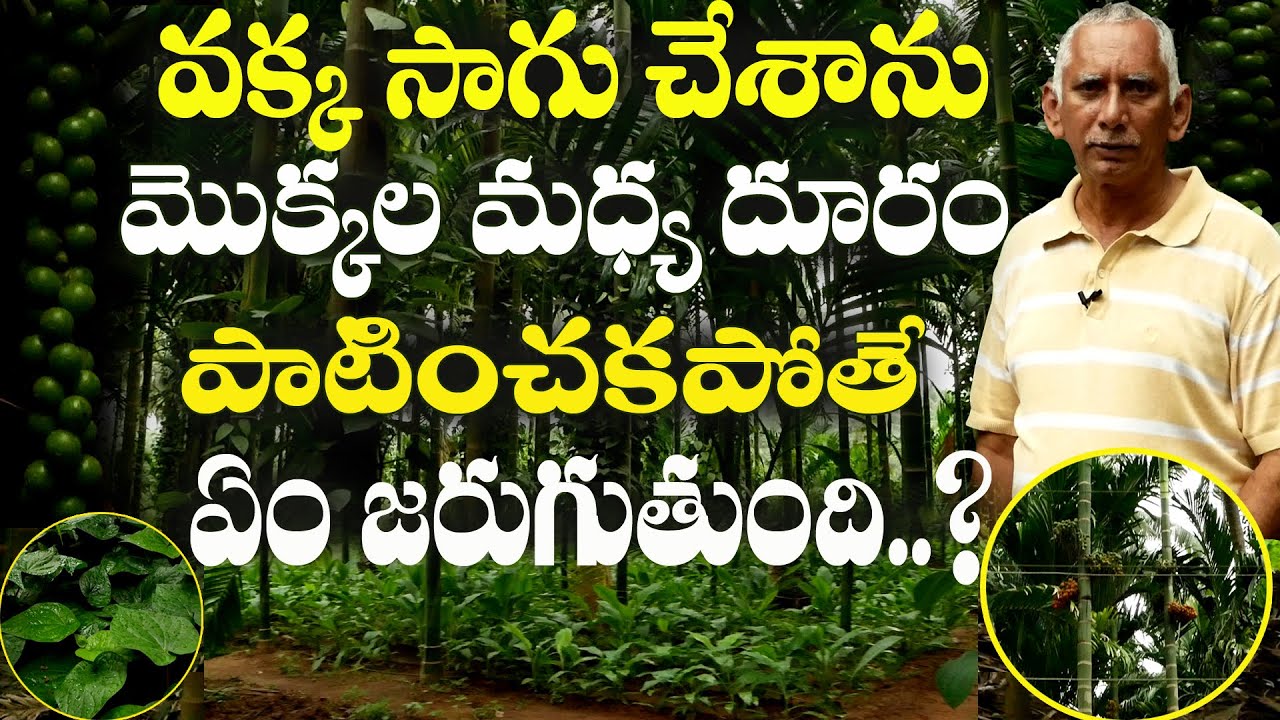 E72 | వక్క సాగులో మొక్కల మధ్య దూరం ఎంత ఉండాలి? | రైతు Chakrapani | @GramaBazaar