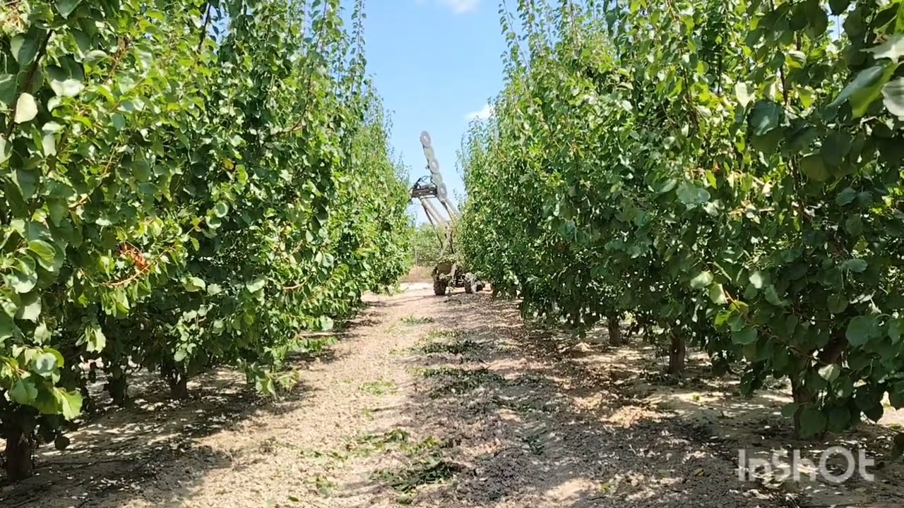 PODA MECÁNICA REALIZADA POR LA EMPRESA AGRIPARK EN ALBARICOQUERO