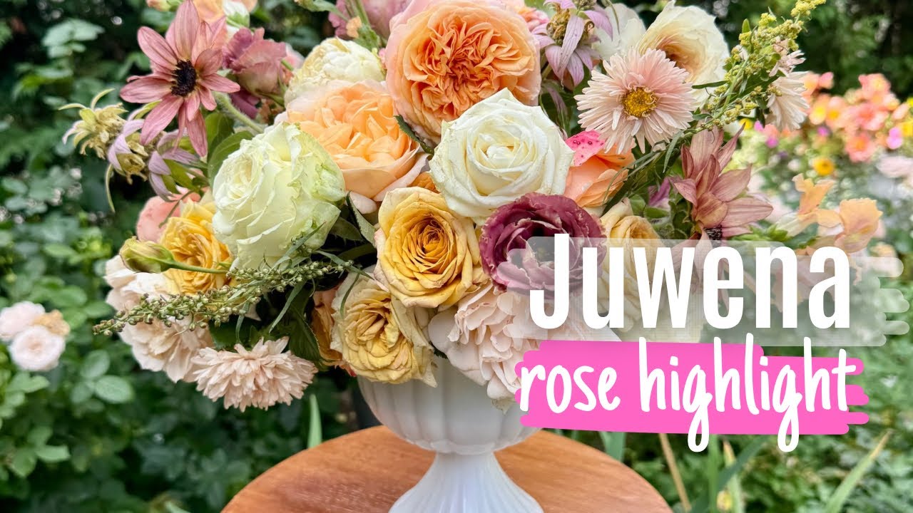 Tantau Rose: Juwena | gorgeous white rose 