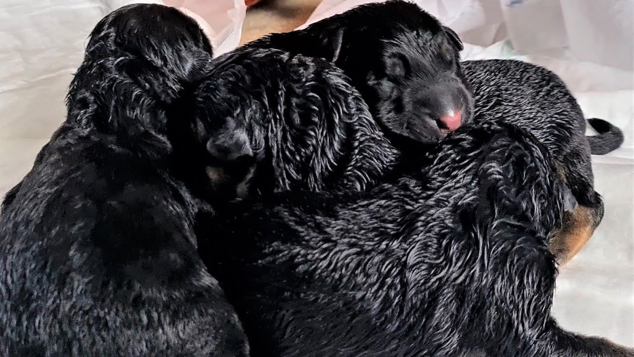 German Shepherd gives birth to adorable puppies