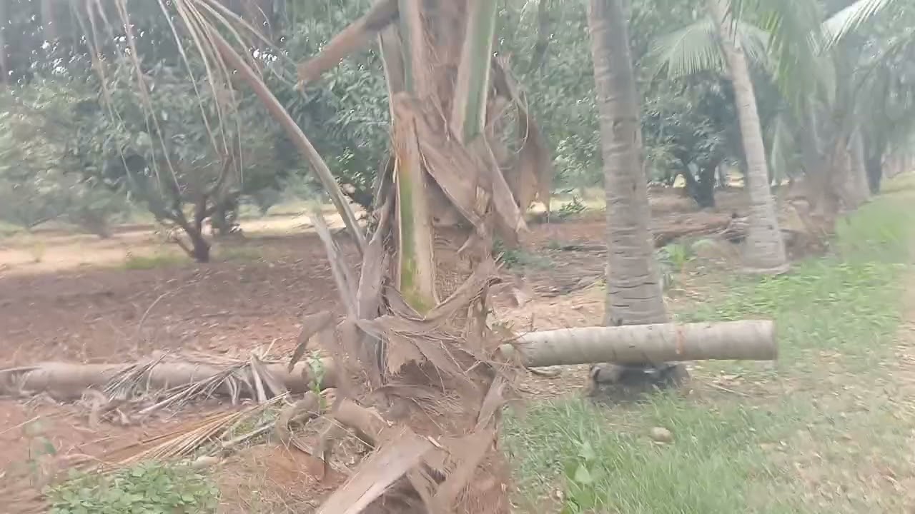 Mango farm