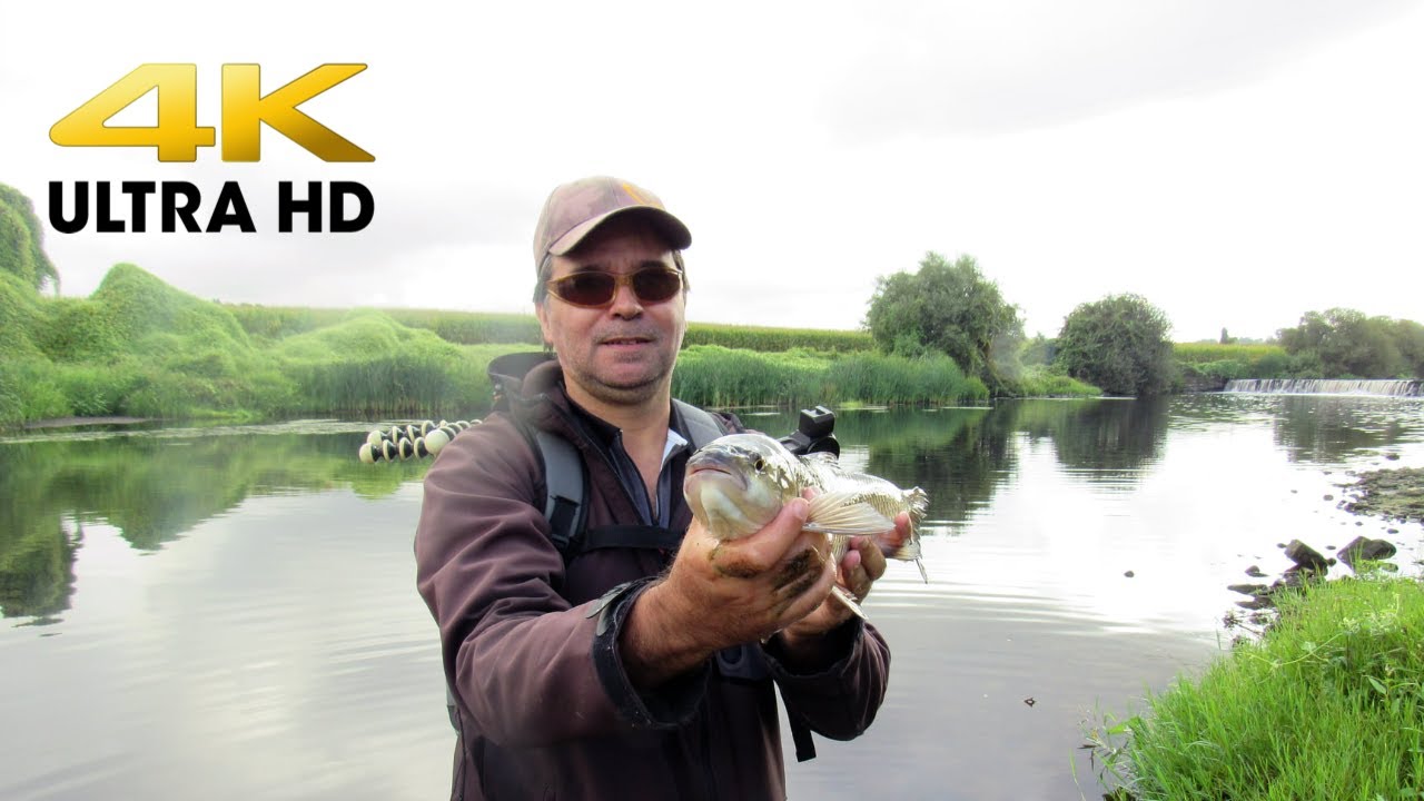 Pesca aos Chubs com micro amostras (4K ULTRA HD)