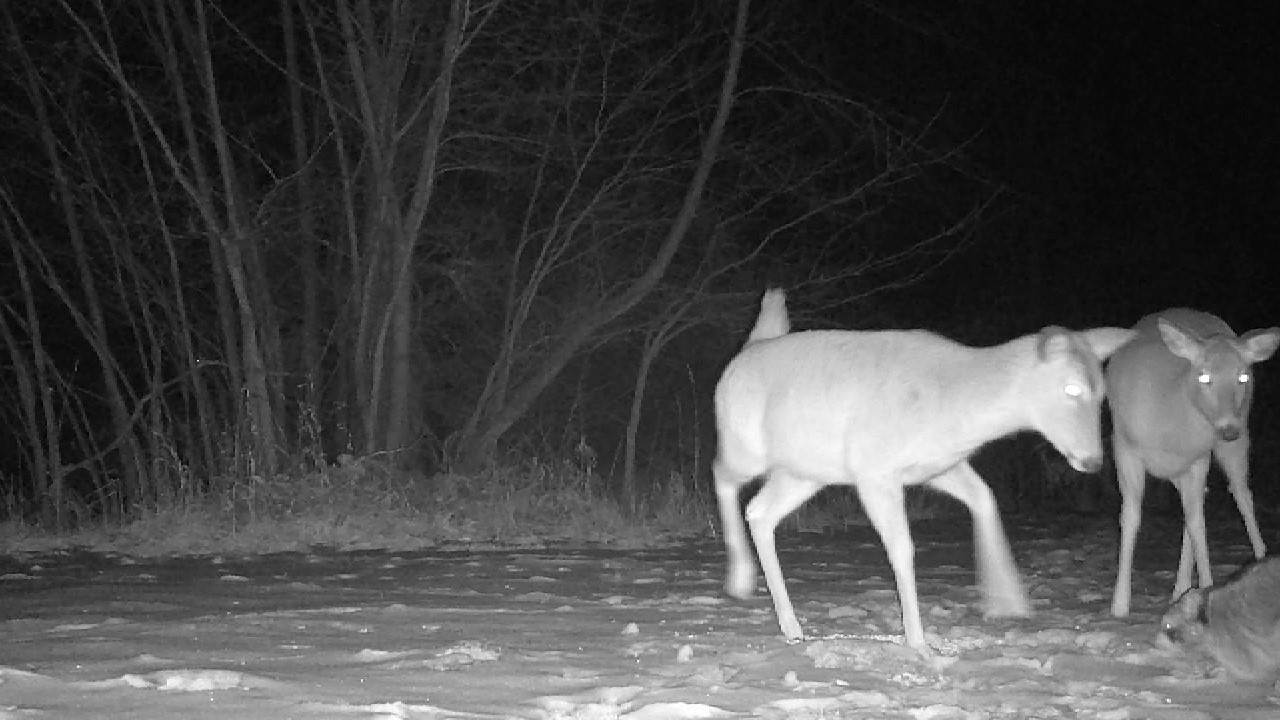 𐂂 Real Life Bambi #1792 𔑴 #asmr #deer #animallovers #forcats #fallasleep #notai