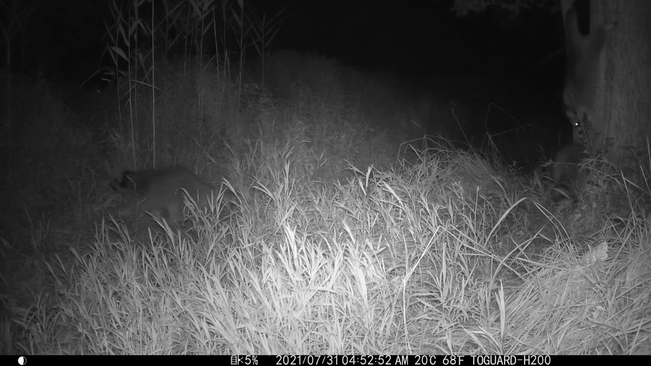 Raccoons Fighting, Crystal Clear Audio, Trenton NJ #raccoonfighting #trailcam #cameratrap