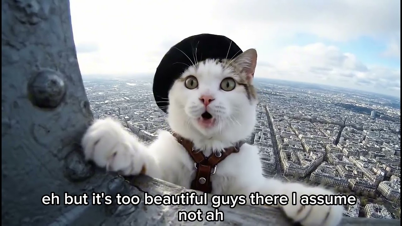Cameo visits Paris! #paris #cat #ai