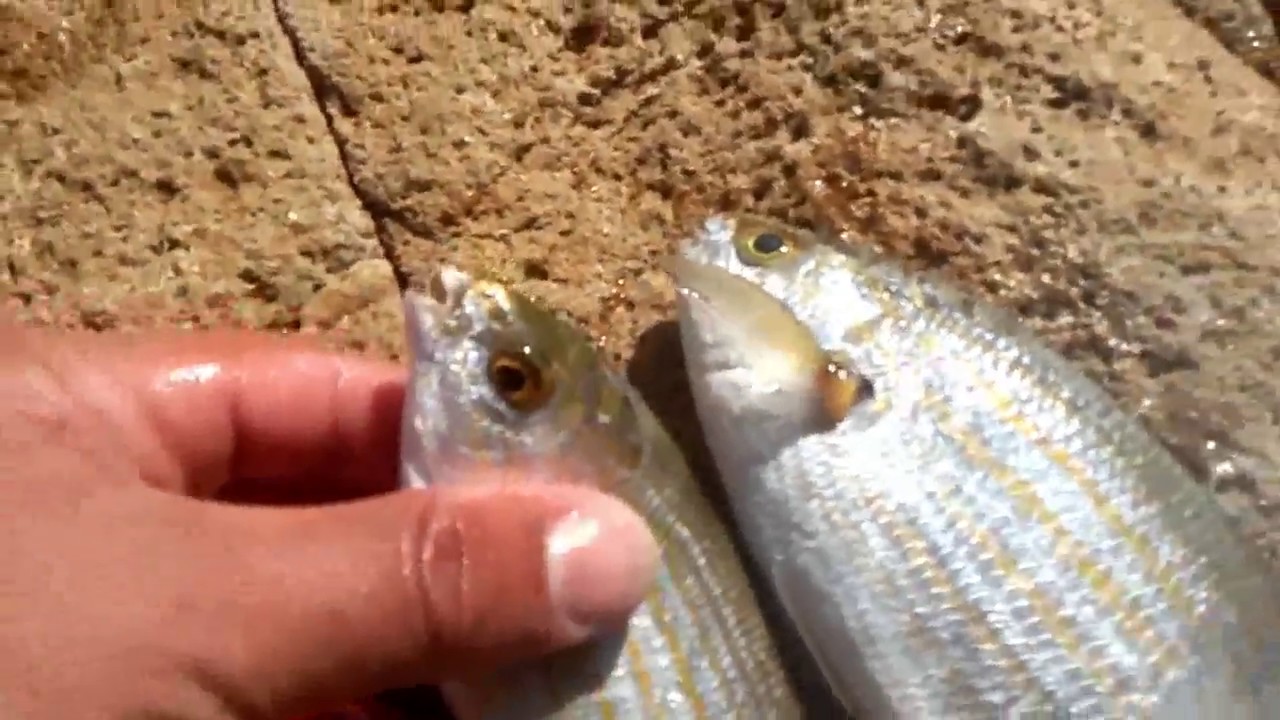 طريقة صيد الشلبة حلامة مع الحصيلة