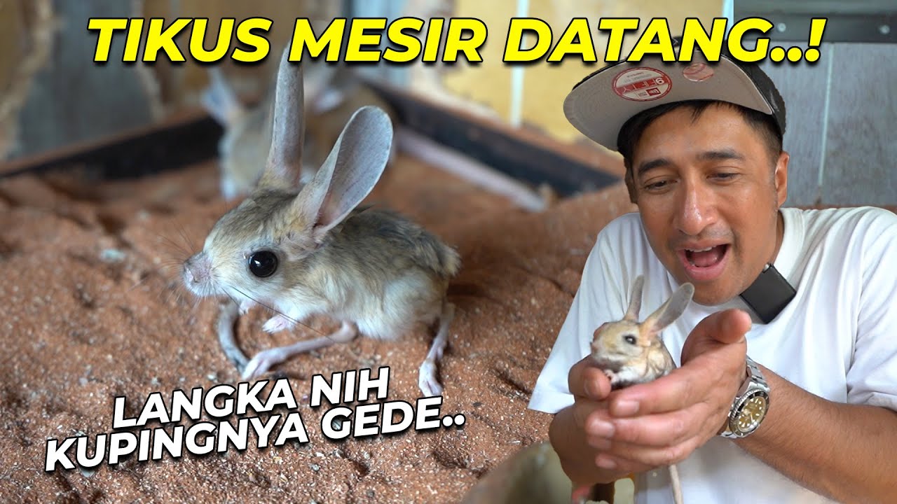 DATENG LAGI NIH JERBOA LANGKA !! KUPINGNYA GEDE BANGET..!!