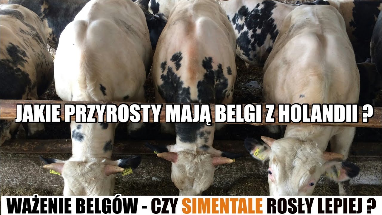 OPAS BYKÓW BBB - CZY SĄ WARTE SWOJEJ CENY ? [ ważenie odsadków ]