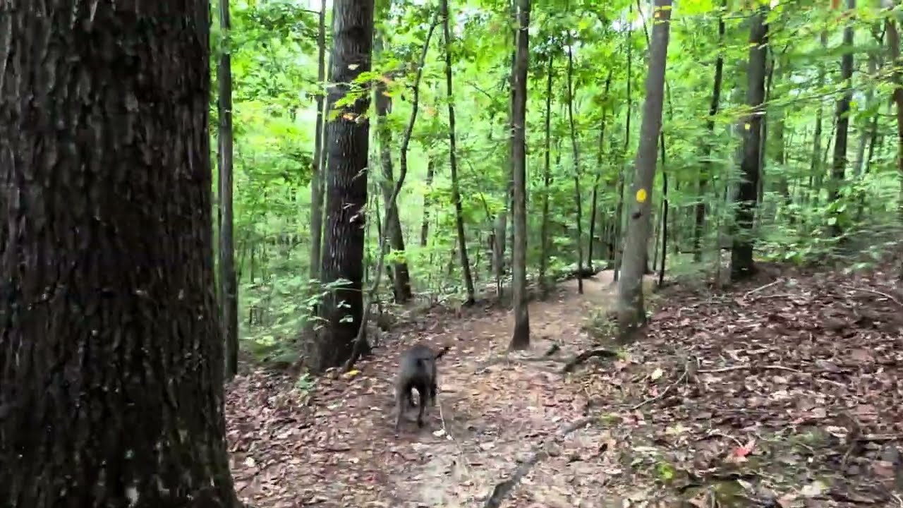 🌲 Virtual Dog-Led Forest Walk | Beaman State Park &ndash; Sedge Hill Trail | Nashville, Tennessee
