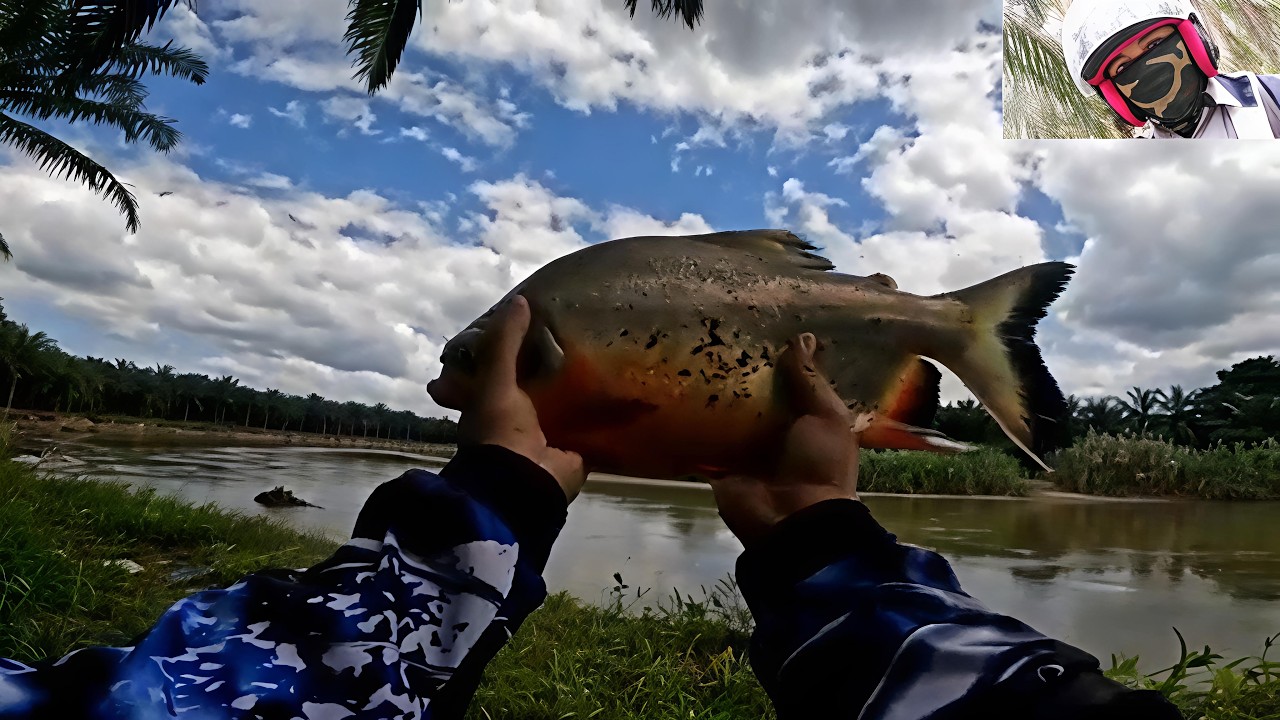 I didn't expect to be able to strike a pomfret this big.