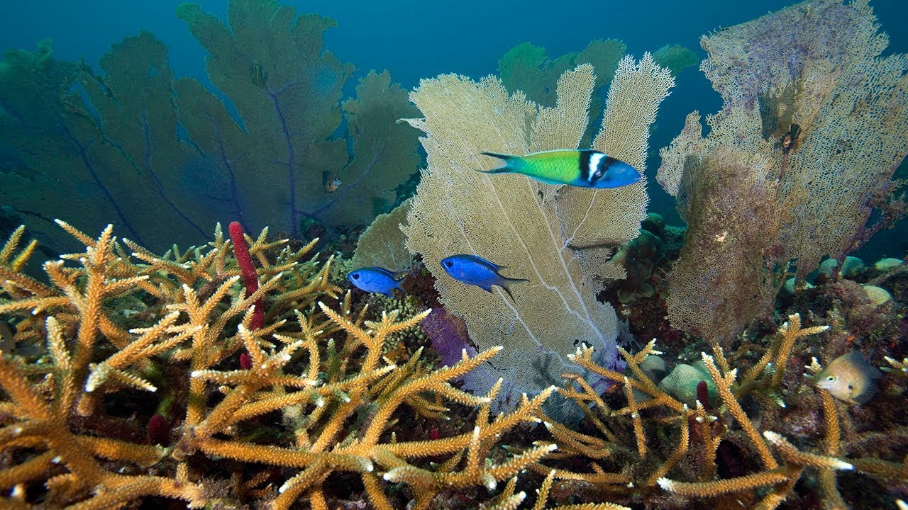 Medicine Chests of the Sea