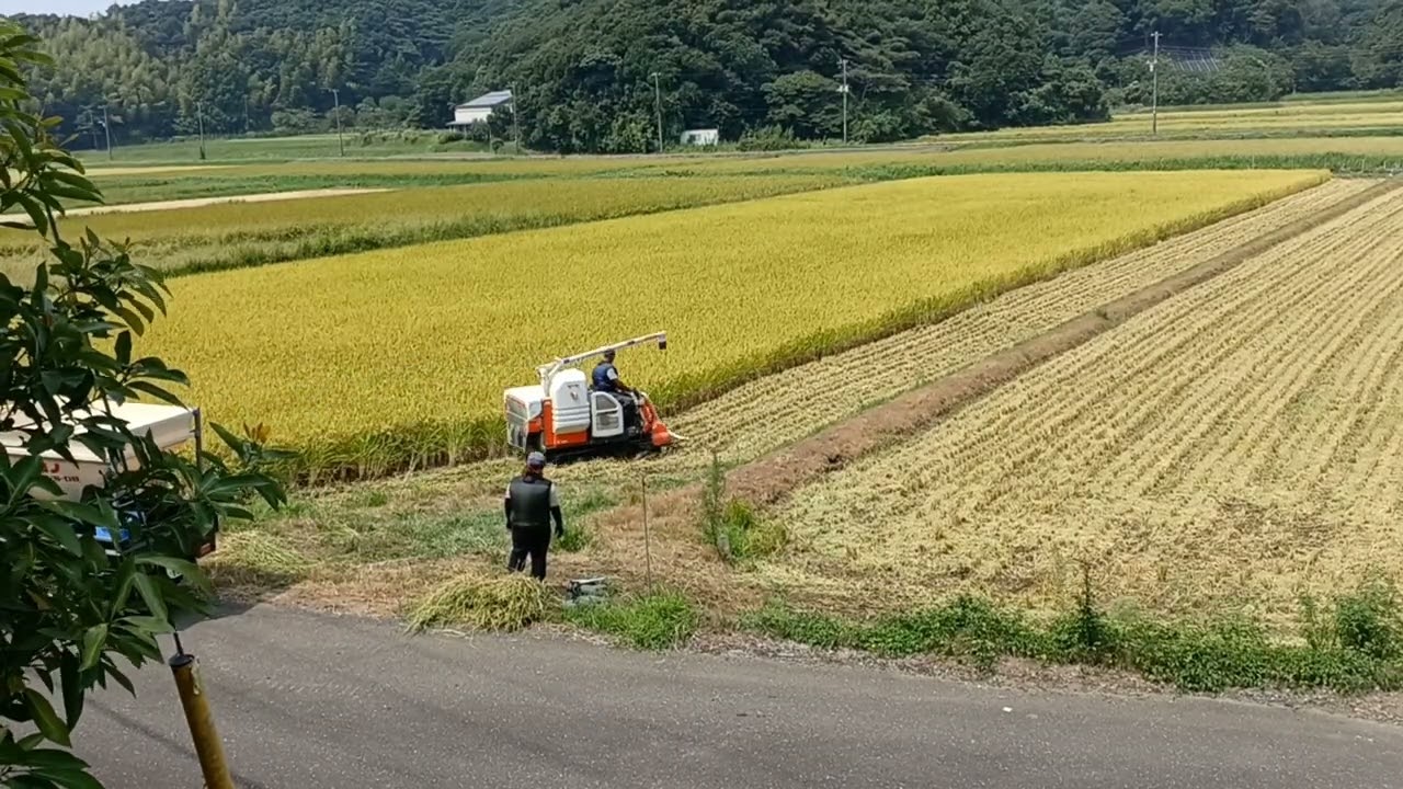 【五穀豊穣】稲刈り最終日.前半【2025.8/26】