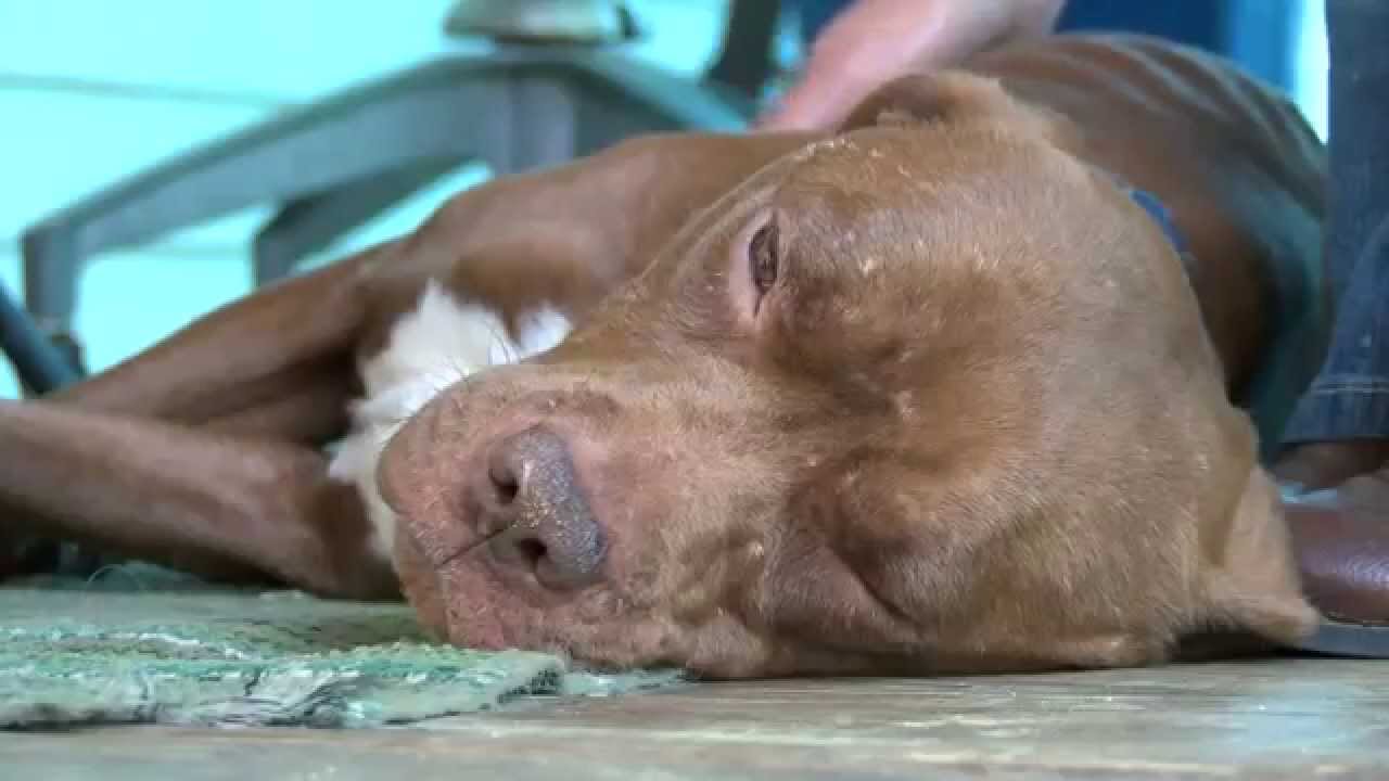 Stolen dog seized during cockfighting raid reunited with owner
