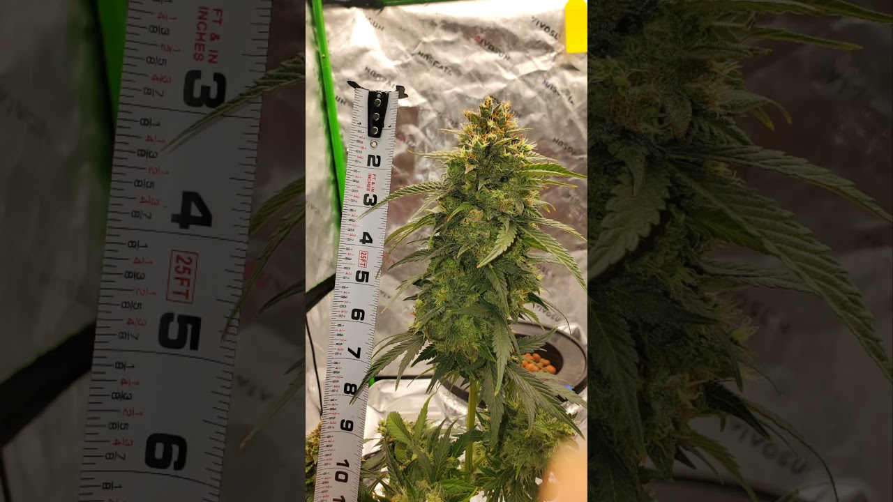 the size is nice..buds gets fatt.   Gelato autoflower   #autoflower