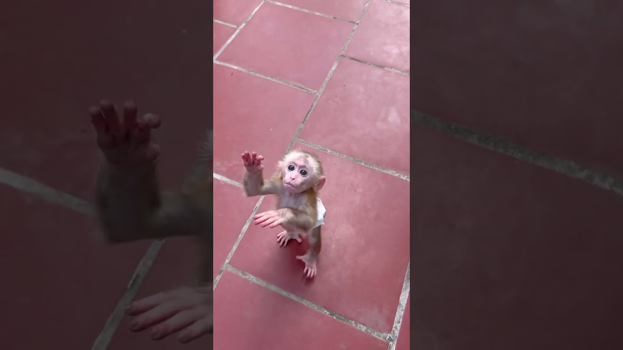 baby learning to walk on two legs #monkey #monkeysr #funny #cute #bibi #babymonkey #monkeys #baby