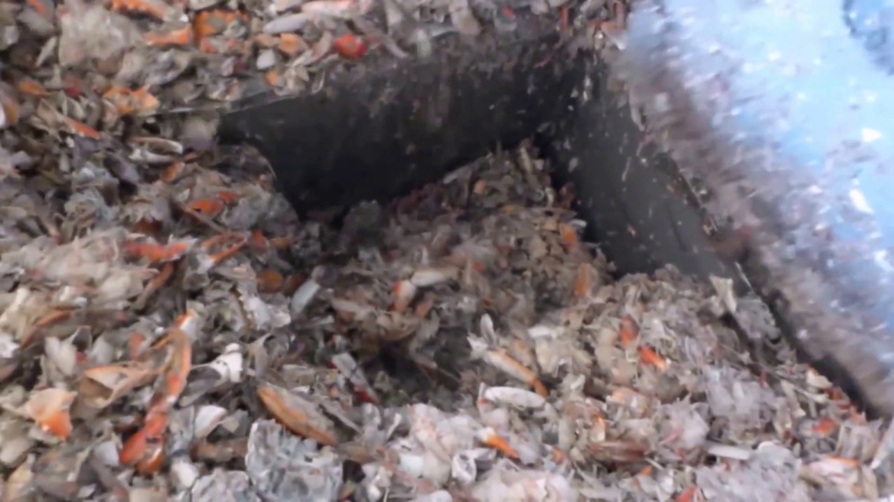 SHRIMP & CRAB WASTE PROCESSING