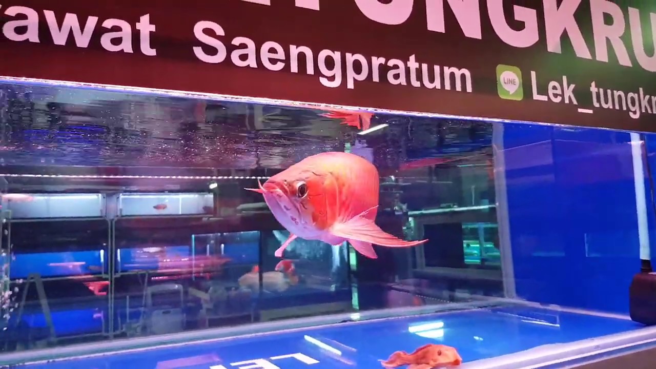 Arowanas of Bangkok Thailand (Chatuchak fish market)