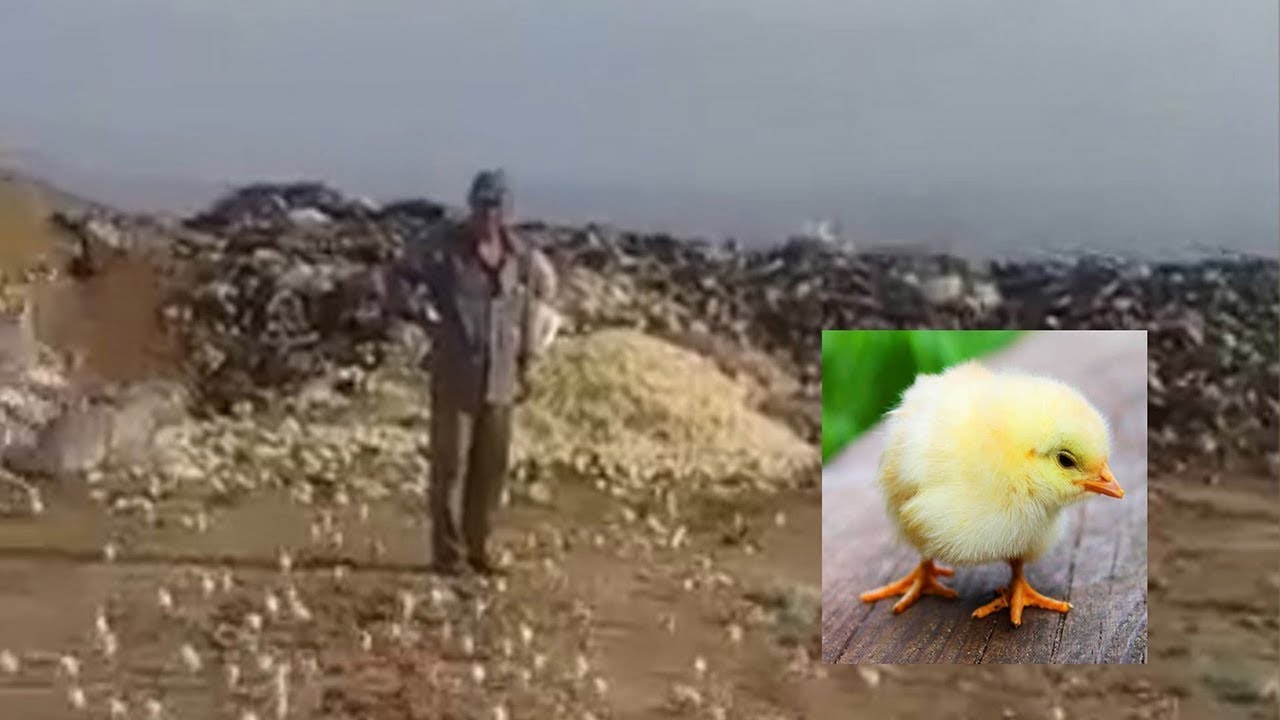 TIRARON HUEVOS A LA BASURA Y NACIERON MILES DE POLLITOS
